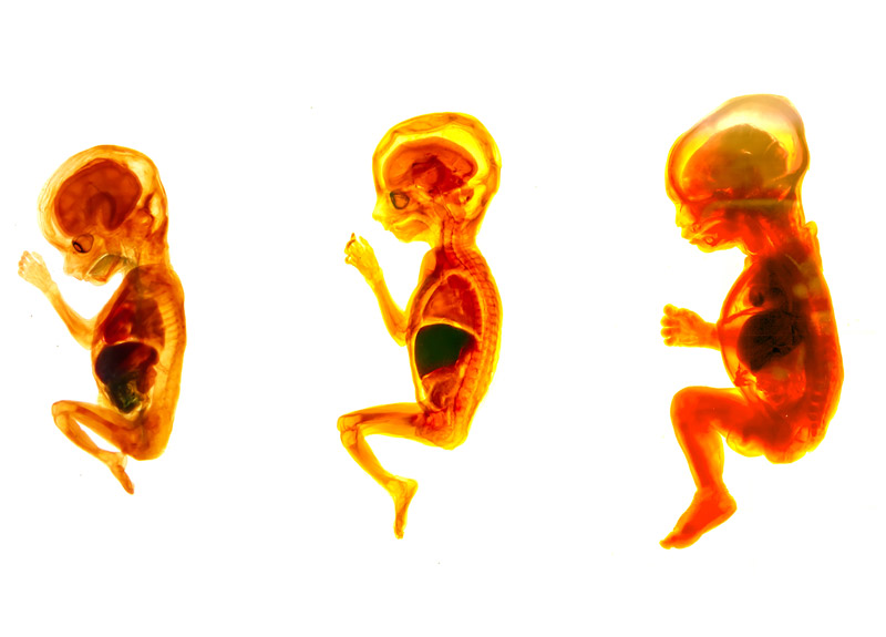 Secondo trimestre di gravidanza - Lo sviluppo del feto
