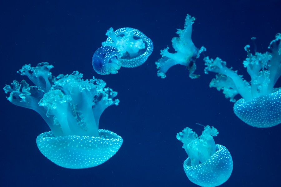 puntura di medusa