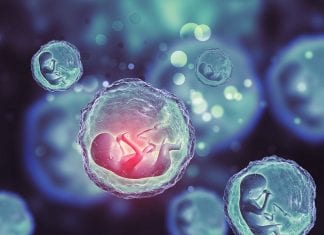 Nidazione, cosa sapere su una delle prime fasi della gravidanza Nidazione, cosa sapere su una delle prime fasi della gravidanza