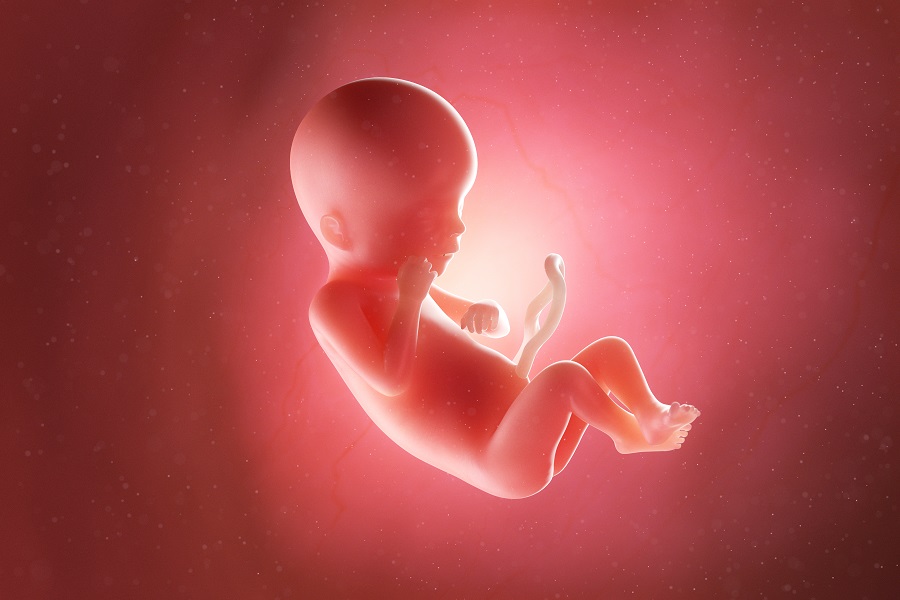 Diciannovesima settimana di gravidanza, come cresce il feto2