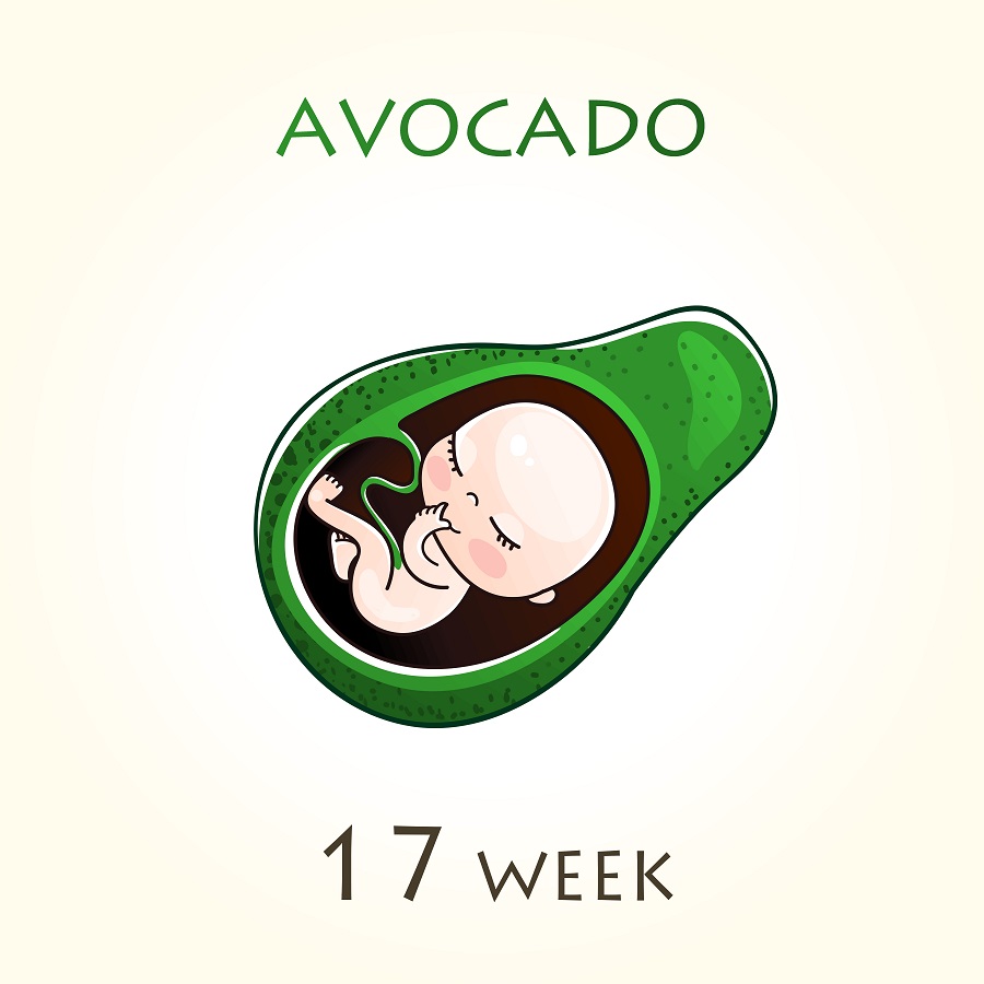 Diciassettesima settimana di gravidanza2