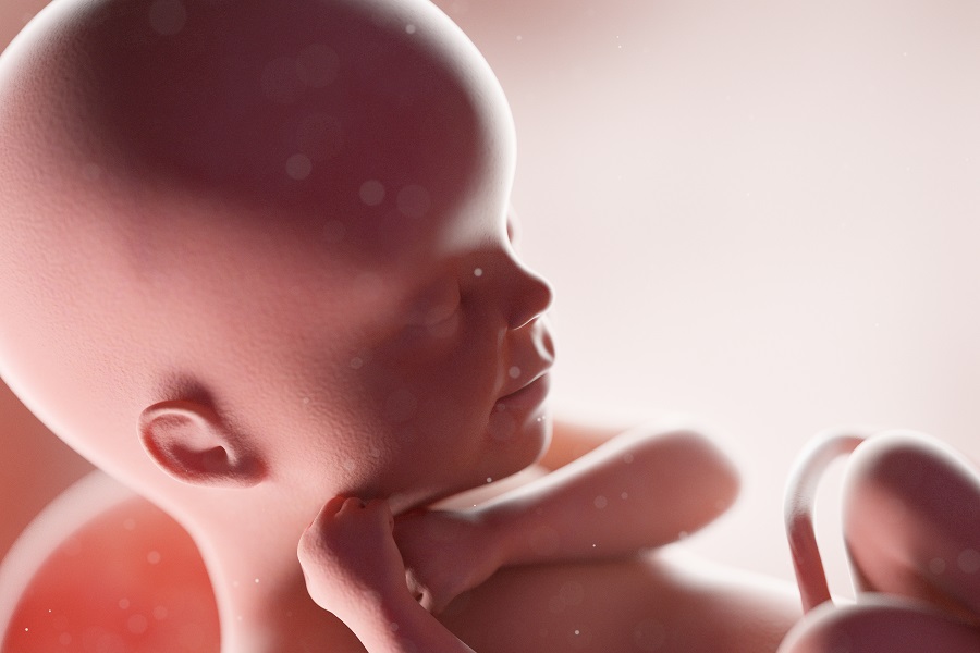 Ventiquattresima settimana di gravidanza, come cresce il feto2
