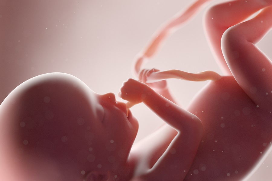Ventunesima settimana di gravidanza, come cresce il feto3