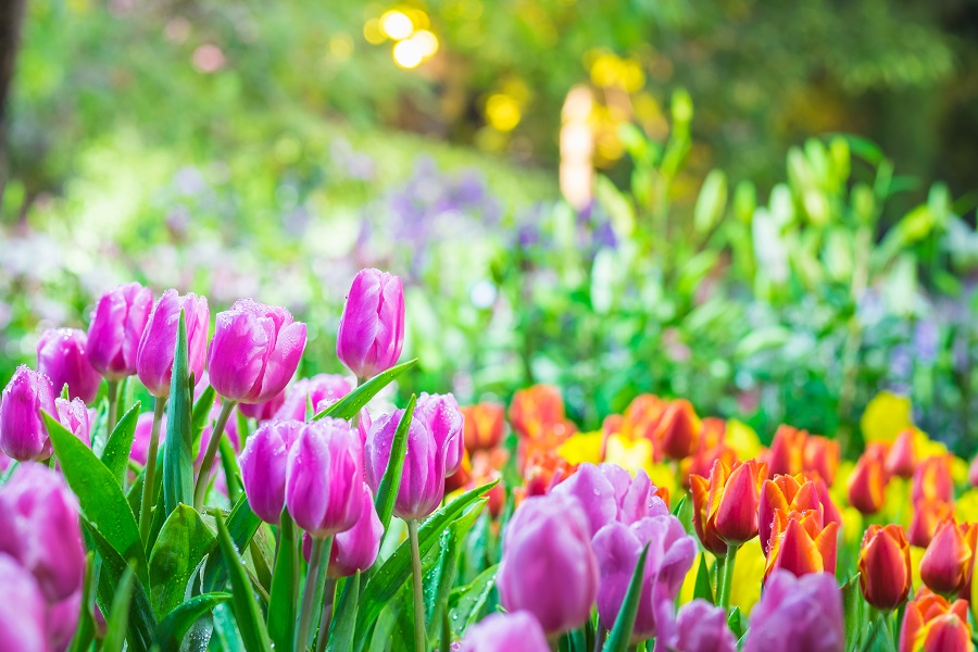 Le più belle frasi sulla primavera e sul risveglio della natura2